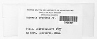 Diaporthe decedens image